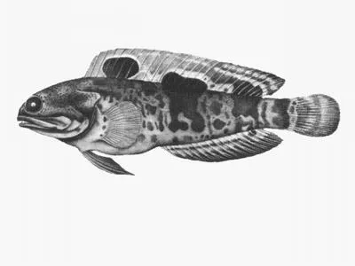 Robust jawfish (Opistognathus muscatensis)