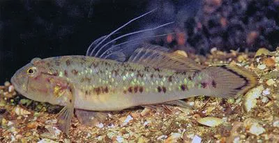 Robust mangrove goby (Acentrogobius janthinopterus)