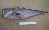 Robust mora (Laemonema robustum)