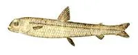 Robust smallmouth (Nansenia ardesiaca)