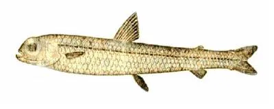 Robust smallmouth (Nansenia ardesiaca)