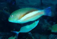 Robust tuskfish (Choerodon robustus)