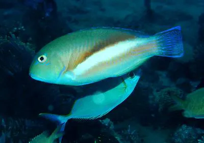 Robust tuskfish (Choerodon robustus)