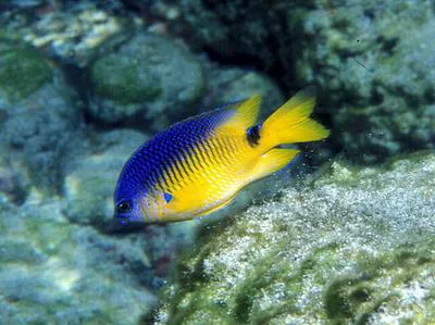 Rocas gregory (Stegastes rocasensis)