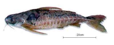 Rock-bacu (Lithodoras dorsalis)