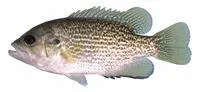 Rock bass (Ambloplites rupestris)