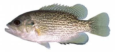 Rock bass (Ambloplites rupestris)