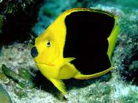 Rock beauty (Holacanthus tricolor)