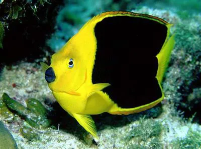 Rock beauty (Holacanthus tricolor)