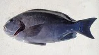 Rock blackfish (Girella tephraeops)