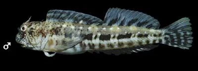 Rock blenny (Entomacrodus chiostictus)