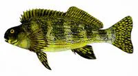 Rock cale (Aplodactylus lophodon)