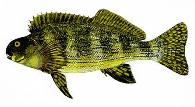 Rock cale (Aplodactylus lophodon)