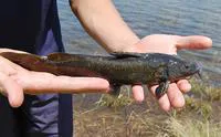 Rock-catfish (Austroglanis sclateri)