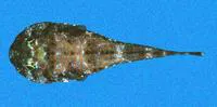 Rock clingfish (Arcos rhodospilus)