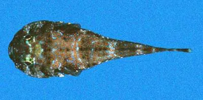 Rock clingfish (Arcos rhodospilus)