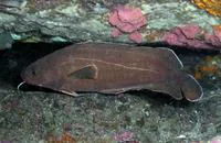 Rock cod (Lotella rhacina)