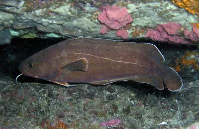 Rock cod (Lotella rhacina)