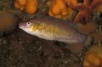 Rock cook (Centrolabrus exoletus)