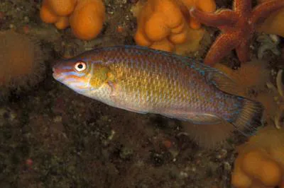 Rock cook (Centrolabrus exoletus)