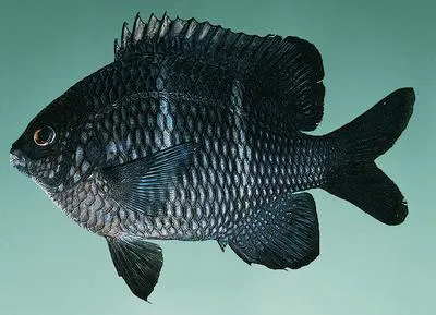 Rock damselfish (Plectroglyphidodon sindonis)