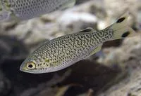 Rock flagtail (Kuhlia rupestris)