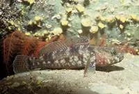 Rock goby (Gobius paganellus)