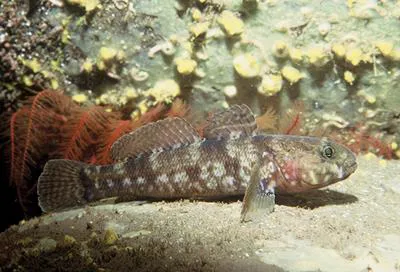 Rock goby (Gobius paganellus)