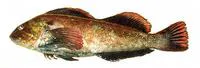 Rock greenling (Hexagrammos lagocephalus)