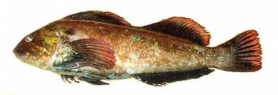 Rock greenling (Hexagrammos lagocephalus)