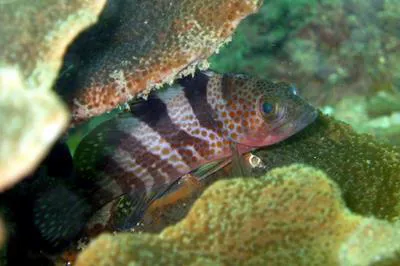 Rock grouper (Epinephelus fasciatomaculosus)
