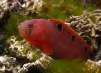Rock gunnel (Pholis gunnellus)