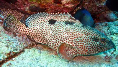 Rock hind (Epinephelus adscensionis)