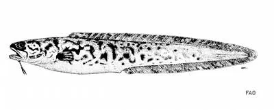 Rock ling (Genypterus tigerinus)