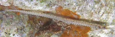 Rock pipefish (Phoxocampus belcheri)