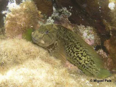 Rock-pool blenny (Parablennius parvicornis)