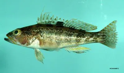 Rock sea bass (Centropristis philadelphica)