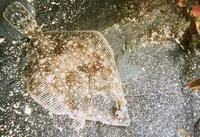 Rock sole (Lepidopsetta bilineata)