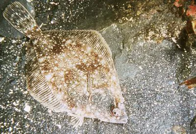 Rock sole (Lepidopsetta bilineata)
