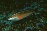 Rock wrasse (Halichoeres semicinctus)