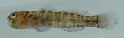Rockcut goby (Gobiosoma grosvenori)