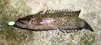 Rockfish (Acanthoclinus fuscus)