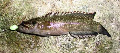 Rockfish (Acanthoclinus fuscus)