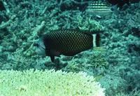 Rockmover wrasse (Novaculichthys taeniourus)