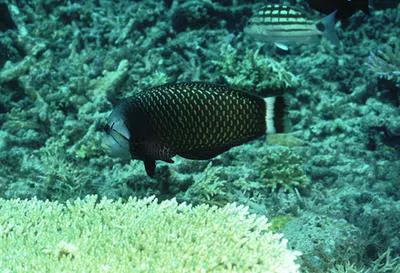 Rockmover wrasse (Novaculichthys taeniourus)