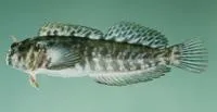 Rockskipper (Entomacrodus marmoratus)