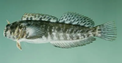 Rockskipper (Entomacrodus marmoratus)