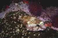 Rocksucker (Chorisochismus dentex)