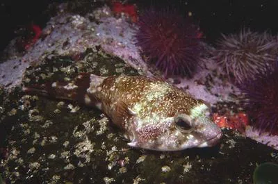 Rocksucker (Chorisochismus dentex)