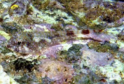 Rockwall clingfish (Arcos erythrops)